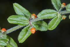 Galium hypocarpium