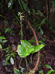 Malaxideae