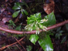 Malaxideae