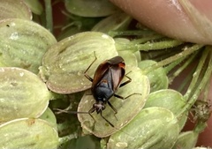 Deraeocoris ruber