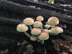 Hypholoma fasciculare