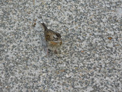 Zonotrichia capensis