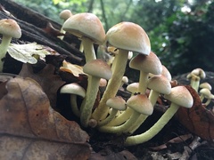 Hypholoma fasciculare
