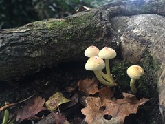 Hypholoma fasciculare