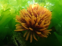 Eudistylia polymorpha