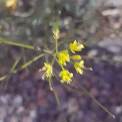 Sisymbrium altissimum