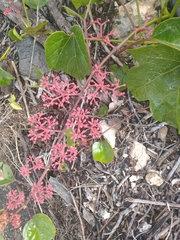 Cissus verticillata