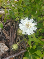 Passiflora ciliata