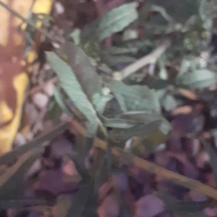 Sisymbrium altissimum