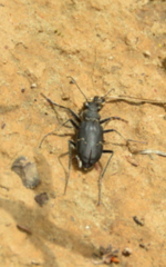 Cicindela longilabris