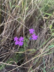 Verbena pulchella
