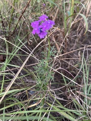 Verbena pulchella