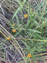 Talinum aurantiacum