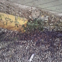 Sisymbrium altissimum