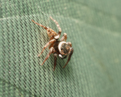 Hasarius adansoni