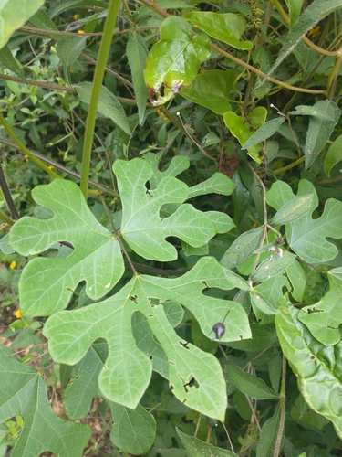 Pachyrhizus erosus