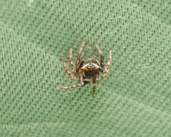 Hasarius adansoni