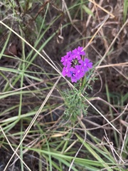 Verbena pulchella