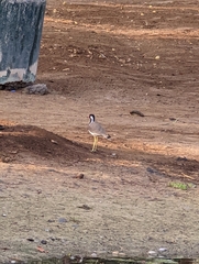 Vanellus indicus