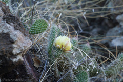 Opuntia polyacantha