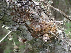 Ptilidium pulcherrimum