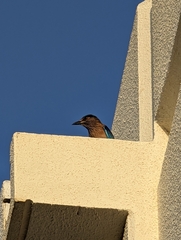 Coracias benghalensis