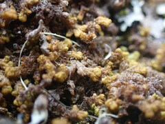 Ptilidium pulcherrimum