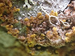 Ptilidium pulcherrimum