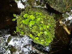 Hydrocotyle americana