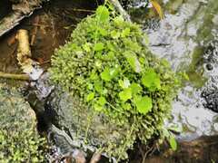 Hydrocotyle americana