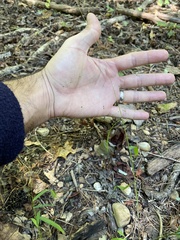 Kellochloa verrucosa