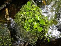 Hydrocotyle americana