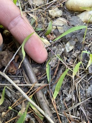 Kellochloa verrucosa