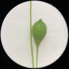 Kellochloa verrucosa