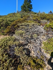 Arctostaphylos canescens