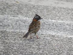 Zonotrichia capensis