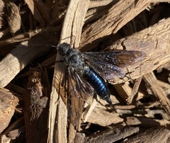 Sirex californicus