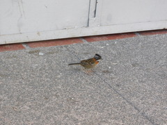 Zonotrichia capensis