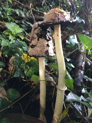Coprinus comatus