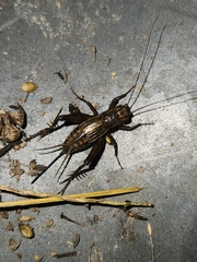 Allonemobius fasciatus