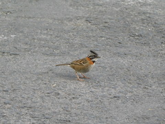 Zonotrichia capensis
