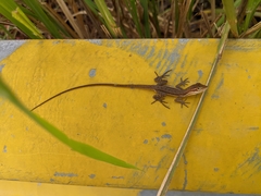 Anolis auratus