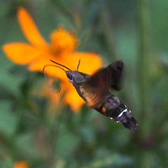 Macroglossum pyrrhosticta
