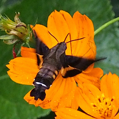 Macroglossum pyrrhosticta