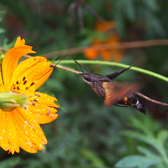 Macroglossum pyrrhosticta