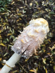 Coprinus comatus