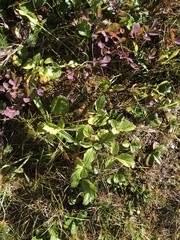 Valeriana sitchensis