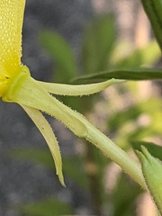 Oenothera parviflora