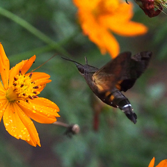 Macroglossum pyrrhosticta