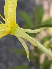 Oenothera parviflora